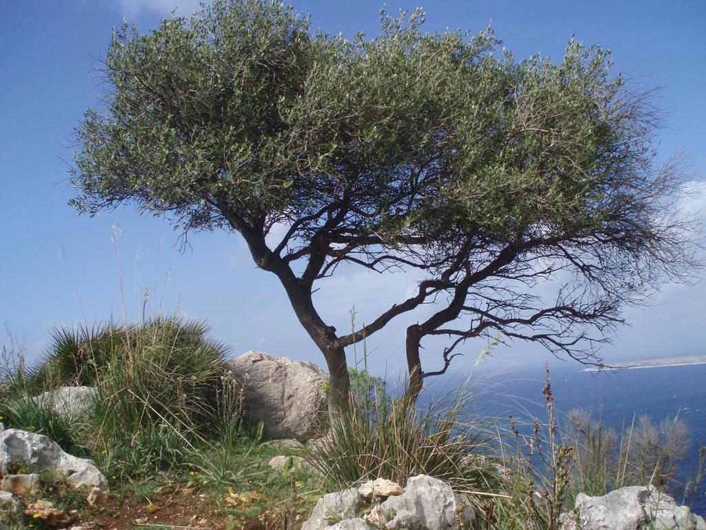 Baia Cofano Home Custonaci Kültér fotó